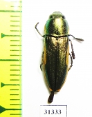 Thrincopyge ambiens  USA - INSECTS-STORE.RU