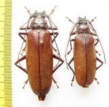 Macrotoma sp.  Congo - INSECTS-STORE.RU