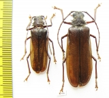 Trichoderes ? pini, pair  Mexico 29/39mm - INSECTS-STORE.RU