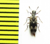 Agnathus decoratus  Czech Rep. - INSECTS-STORE.RU