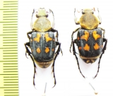 Epitrichius cupreipes, pair  Taiwan - INSECTS-STORE.RU