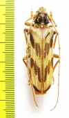 Oplatocera sp.  Malaysia, Borneo - INSECTS-STORE.RU