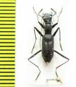 Pogonostoma sp.  Madagascar - INSECTS-STORE.RU