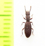 Microtelus lethieryi  Tunis - INSECTS-STORE.RU