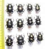 Lethrus obtritus, coptotis, ?auriculatus, rosmarus, kozhantchikovi, kryzhanovskii - INSECTS-STORE.RU