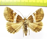 Sypnoides picta  Russia, Far East - INSECTS-STORE.RU