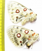 Parnassius actius tkatshukovi, pair  Armenia - INSECTS-STORE.RU