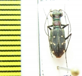 Cicindelinae sp.  India, Meghalaya - INSECTS-STORE.RU