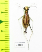 Hypaetha ornatipennis, female  Iran, Sistan prov. - INSECTS-STORE.RU