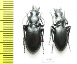 Pseudotaphoxenus dauricus  Russia, Altai reg. - INSECTS-STORE.RU