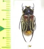 Eulasia vittata lineata  Lebanon - INSECTS-STORE.RU