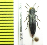 Agrilus sp.  Ukraina - INSECTS-STORE.RU