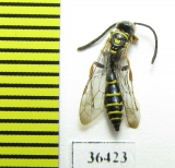 Tiphiidae sp.  Cuba - INSECTS-STORE.RU