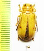 Bacchisa craatzi  Philippines - INSECTS-STORE.RU