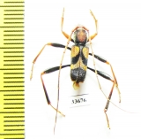 Aridaeus nigripes  Australia - INSECTS-STORE.RU