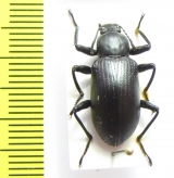 Tenebrionidae sp.  Laos - INSECTS-STORE.RU