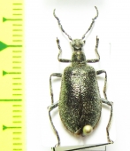 Tenebrionidae sp.  Malaysia, Borneo - INSECTS-STORE.RU