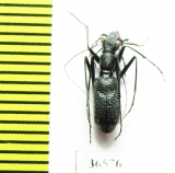 Pogonostoma sp.  Madagascar - INSECTS-STORE.RU