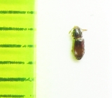 Myrmechixenus subterraneus  Belorussia - INSECTS-STORE.RU