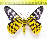 Dysphania subrepleta  Malaysia - INSECTS-STORE.RU