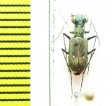 Cicindelinae sp.  India, Meghalaya - INSECTS-STORE.RU