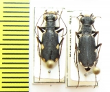 Cylindera ? germanica  Russia, Altai reg. - INSECTS-STORE.RU