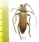 Cerambycidae sp.  South Africa Rep. - INSECTS-STORE.RU