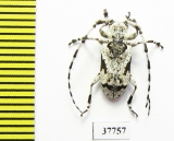 Cerambycidae sp.  South Africa Rep. - INSECTS-STORE.RU