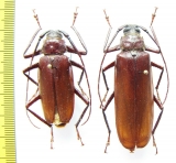 Macrotoma sp., pair  Congo - INSECTS-STORE.RU