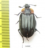 Silphidae sp.  Ecuador - INSECTS-STORE.RU