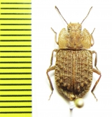 Tenebrionidae sp.  New Zealand - INSECTS-STORE.RU