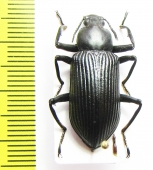 Tenebrionidae sp.  Laos - INSECTS-STORE.RU