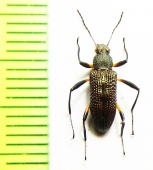 Tenebrionidae sp.  Malaysia, Borneo - INSECTS-STORE.RU