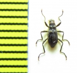 Macronychus quadrituberculatus  Belorussia - INSECTS-STORE.RU