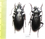Carabus (Morphocarabus) spasskianus schestopalovi  Kazakhstan - INSECTS-STORE.RU