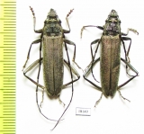 Turkaromia pruinosa, pair  Kazakhstan - INSECTS-STORE.RU