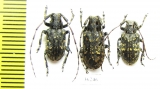 Mesosa myops, pair  Russia, Moscow reg. - INSECTS-STORE.RU