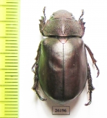 Spodochlamys sp.  Costa Rica - INSECTS-STORE.RU