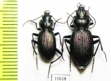 Nebria bonelli, pair  Russia, Caucasus - INSECTS-STORE.RU
