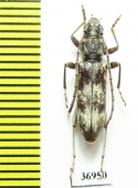 Cerambycidae sp.  South Africa Rep. - INSECTS-STORE.RU