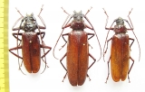 Macrotoma sp., pair  Congo - INSECTS-STORE.RU