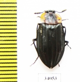 Silphidae sp.  Ecuador - INSECTS-STORE.RU