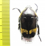 Plaesiorrhina plana?  South Africa Rep. - INSECTS-STORE.RU