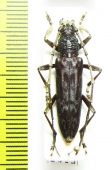 Cerambycidae sp.  Malaysia, Borneo - INSECTS-STORE.RU