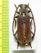 Strongylurus thoracicus  Australia - INSECTS-STORE.RU