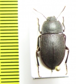 Mimopeus lateralis  New Zealand - INSECTS-STORE.RU