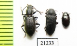 Tenebrionidae sp.  Laos - INSECTS-STORE.RU