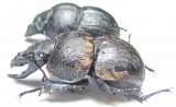 Lethrus mugodzharicus, pair  Kazakhstan - INSECTS-STORE.RU