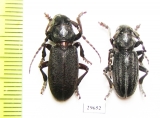Iberodorcadion mucidum, pair  Spain - INSECTS-STORE.RU