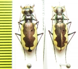 Cicindela circumpicta  USA - INSECTS-STORE.RU